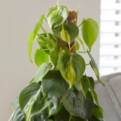 Philodendron Scandens 'Brasil' -Perennials Sales pl2000043288 card5 lg
