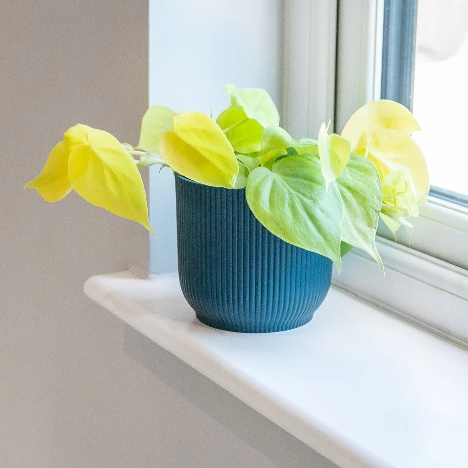 Philodendron Scandens 'Micans Lime' 1 Philodendron Scandens 'Micans Lime'