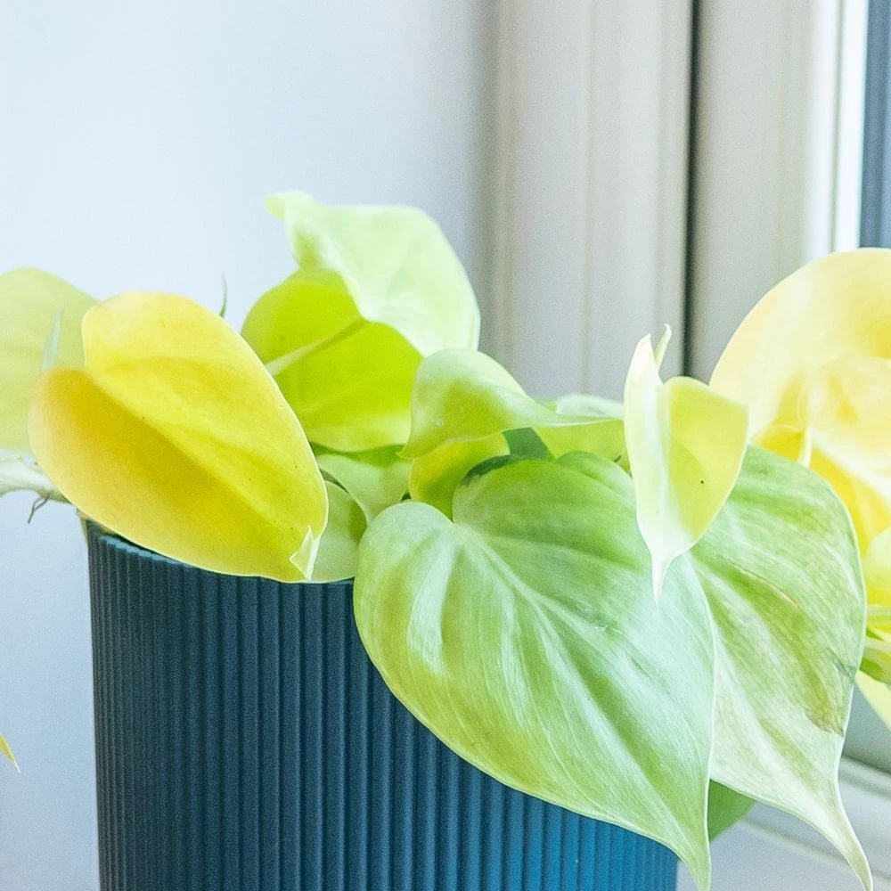 Philodendron Scandens 'Micans Lime' 2 Philodendron Scandens 'Micans Lime' - Image 2