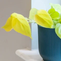 Philodendron Scandens 'Micans Lime' 5 Philodendron Scandens 'Micans Lime' -Perennials Sales pl2000043289 card3 lg