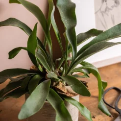 Platycerium Bifurcatum -Perennials Sales pl2000043293 card5 lg