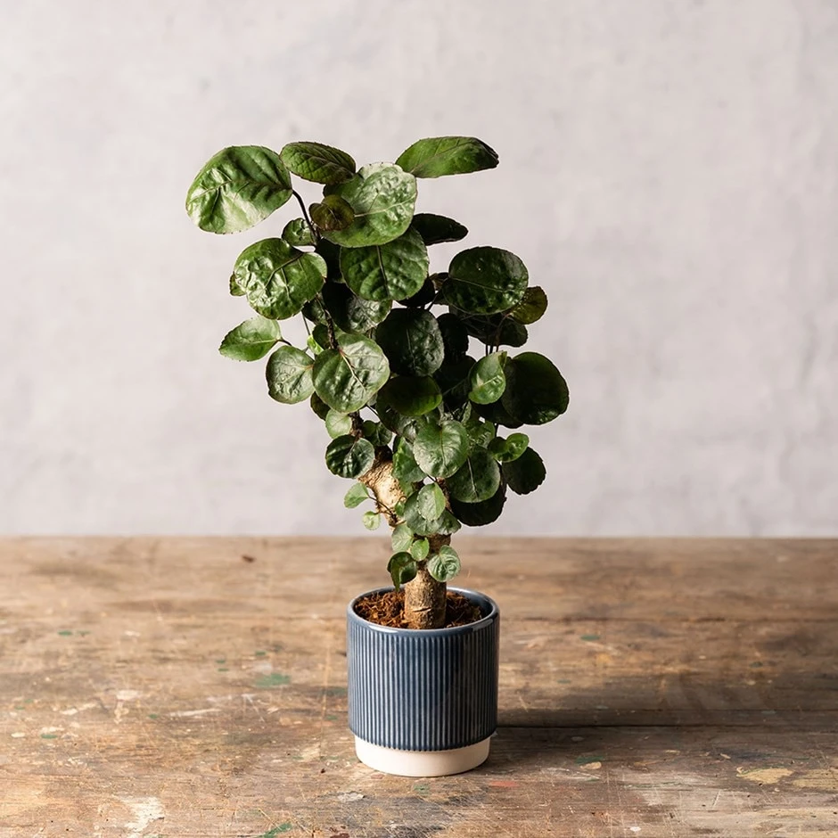 Polyscias 'Fabian' 1 Polyscias 'Fabian'