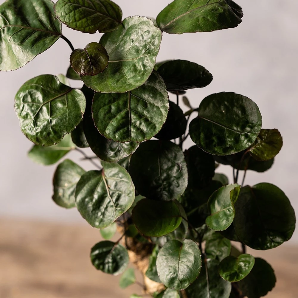 Polyscias 'Fabian' 2 Polyscias 'Fabian' - Image 2