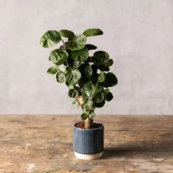 Polyscias 'Fabian' 5 Polyscias 'Fabian' -Perennials Sales pl2000043294 card3 lg