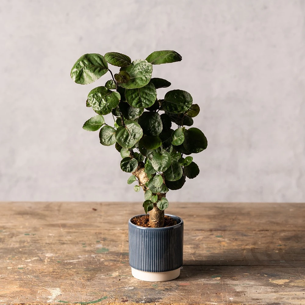 Polyscias 'Fabian' 3 Polyscias 'Fabian' - Image 3