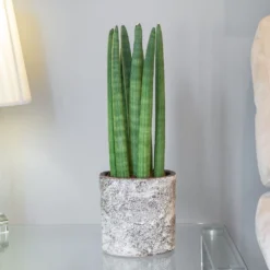 Sansevieria Cylindrica 'Straight' -Perennials Sales pl2000043297 card3 lg