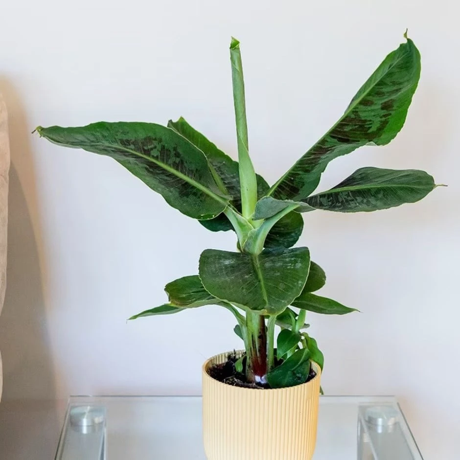 Musa Acuminata 'Dwarf Cavendish' 1 Musa Acuminata 'Dwarf Cavendish'