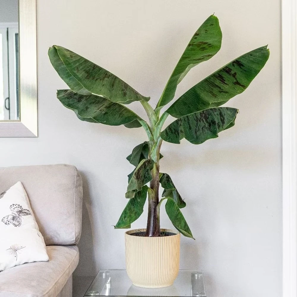 Musa Acuminata 'Dwarf Cavendish' 2 Musa Acuminata 'Dwarf Cavendish' - Image 2