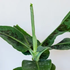 Musa Acuminata 'Dwarf Cavendish' 6 Musa Acuminata 'Dwarf Cavendish' -Perennials Sales pl2000044075 card3 lg