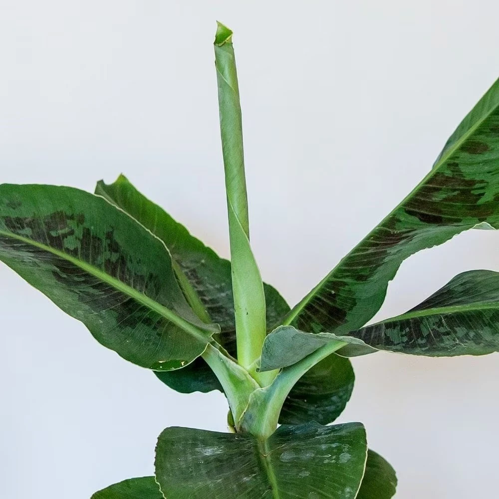 Musa Acuminata 'Dwarf Cavendish' 3 Musa Acuminata 'Dwarf Cavendish' - Image 3