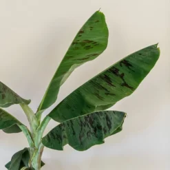 Musa Acuminata 'Dwarf Cavendish' 7 Musa Acuminata 'Dwarf Cavendish' -Perennials Sales pl2000044075 card4 lg