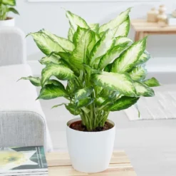 Dieffenbachia 'Camille' 8 Dieffenbachia 'Camille' -Perennials Sales pl2000044097 card4 lg