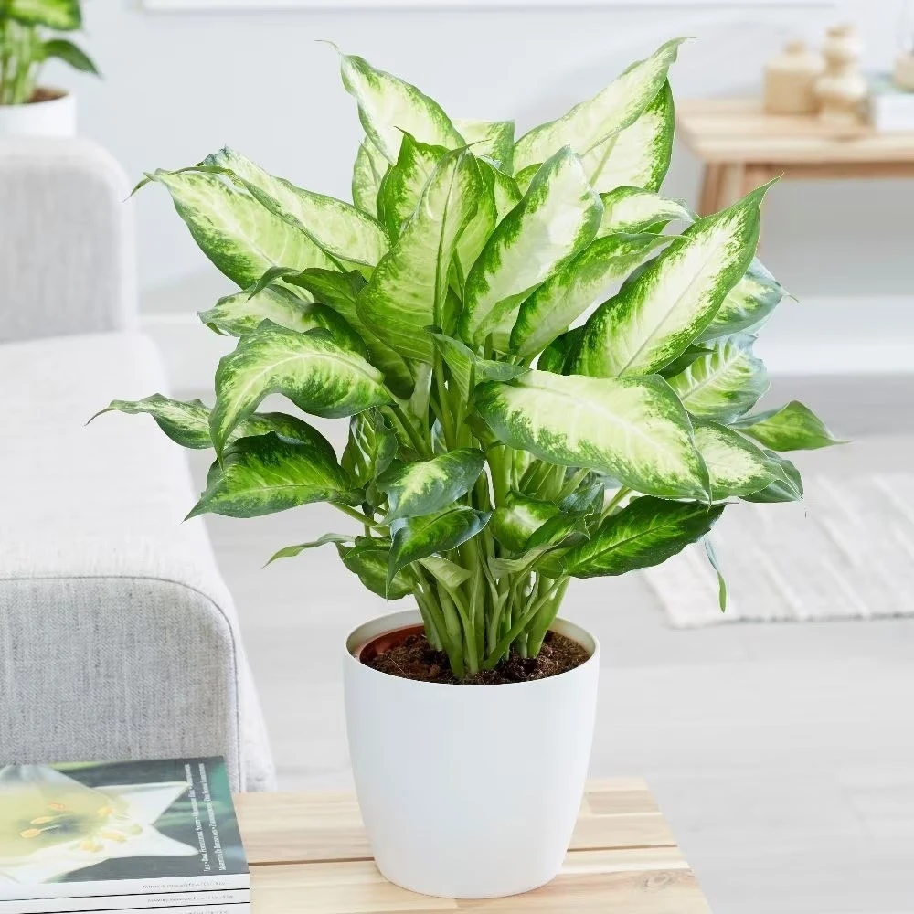 Dieffenbachia 'Camille' 4 Dieffenbachia 'Camille' - Image 4