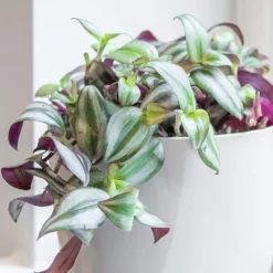 Tradescantia Zebrina -Perennials Sales pl2000044137 card3 lg