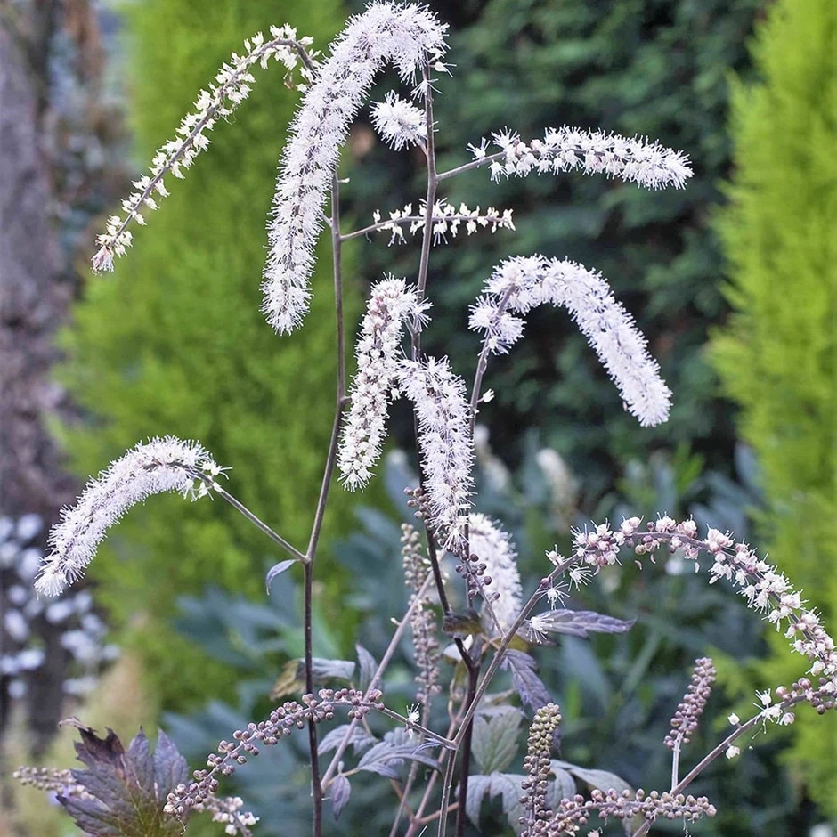 Actaea 'Queen Of Sheba' (PBR) 1 Actaea 'Queen Of Sheba' (PBR)