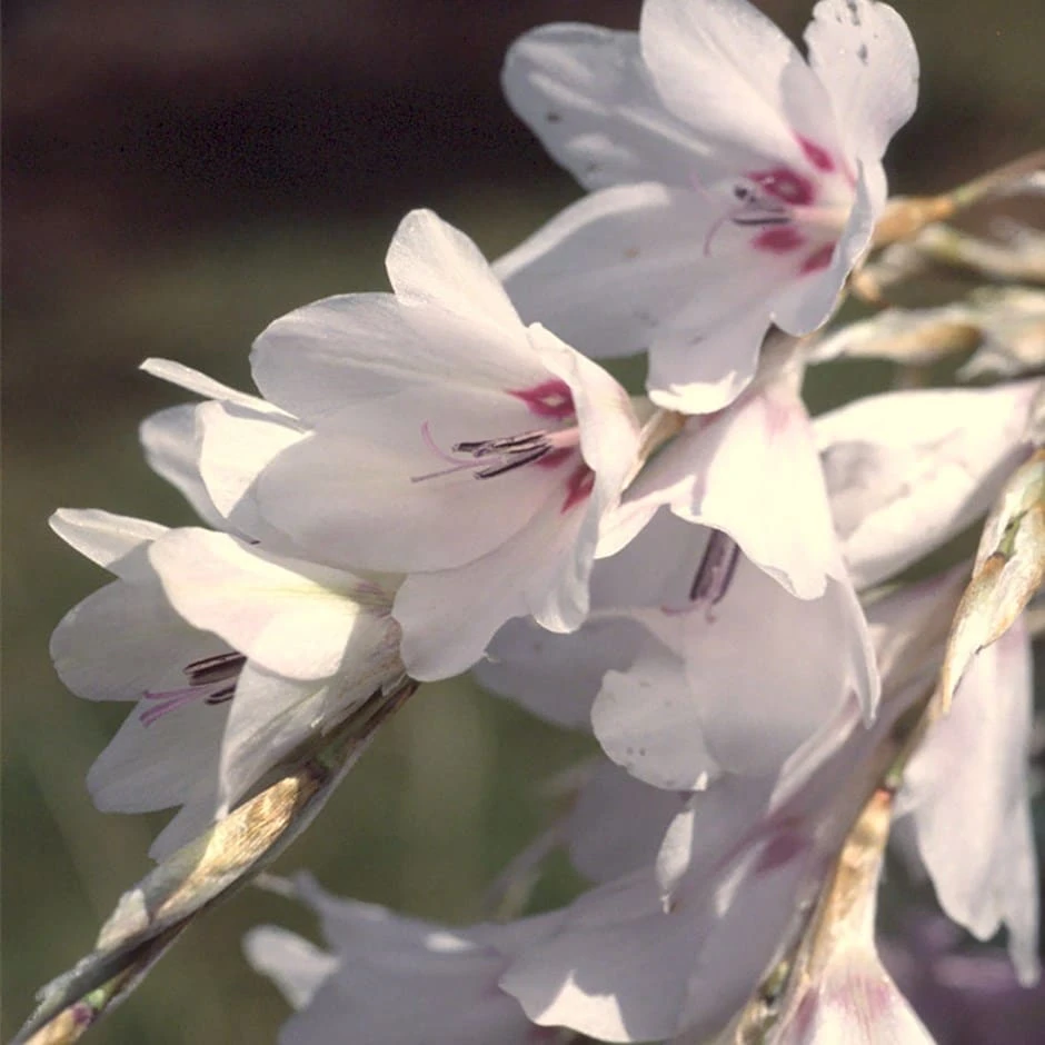 Dierama Pulcherrimum Var. Album 1 Dierama Pulcherrimum Var. Album
