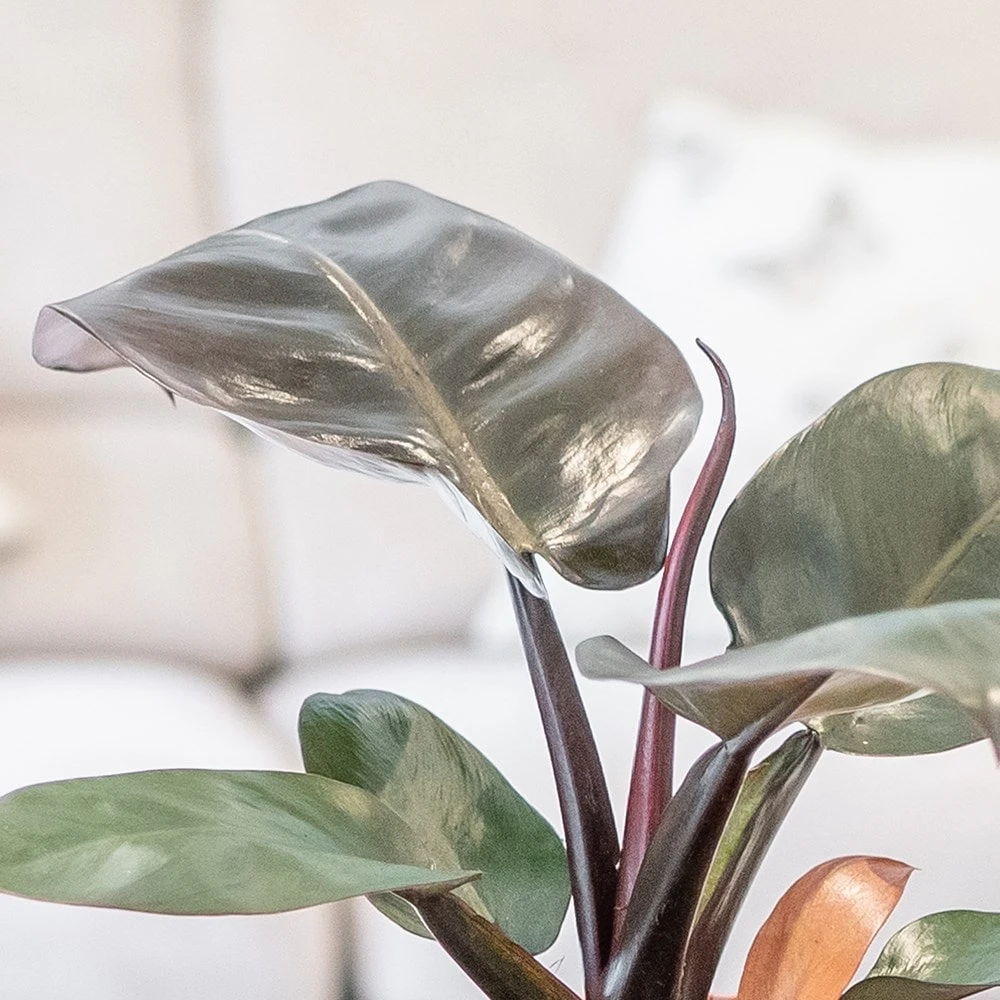 Philodendron 'Black Cardinal' 2 Philodendron 'Black Cardinal' - Image 2