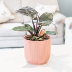 Philodendron 'Black Cardinal' 5 Philodendron 'Black Cardinal' -Perennials Sales pl2000044766 card3 lg