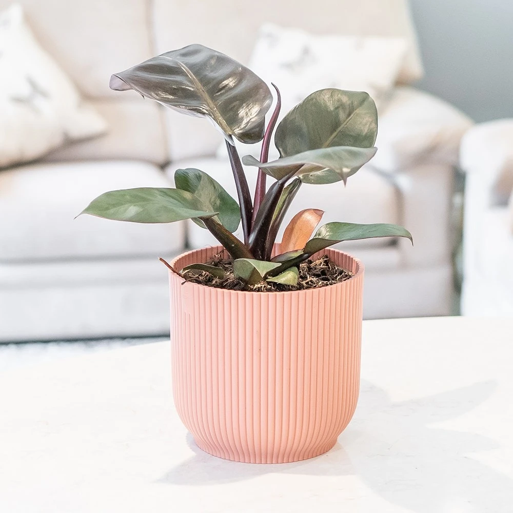 Philodendron 'Black Cardinal' 3 Philodendron 'Black Cardinal' - Image 3