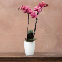 Phalaenopsis 'Asian Coral' -Perennials Sales pl2000044821 card3 lg