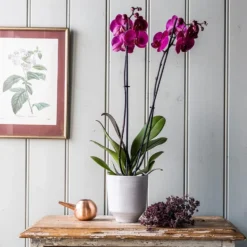 Phalaenopsis Anthura Stellenbosch ('phaldukai') (PBR)