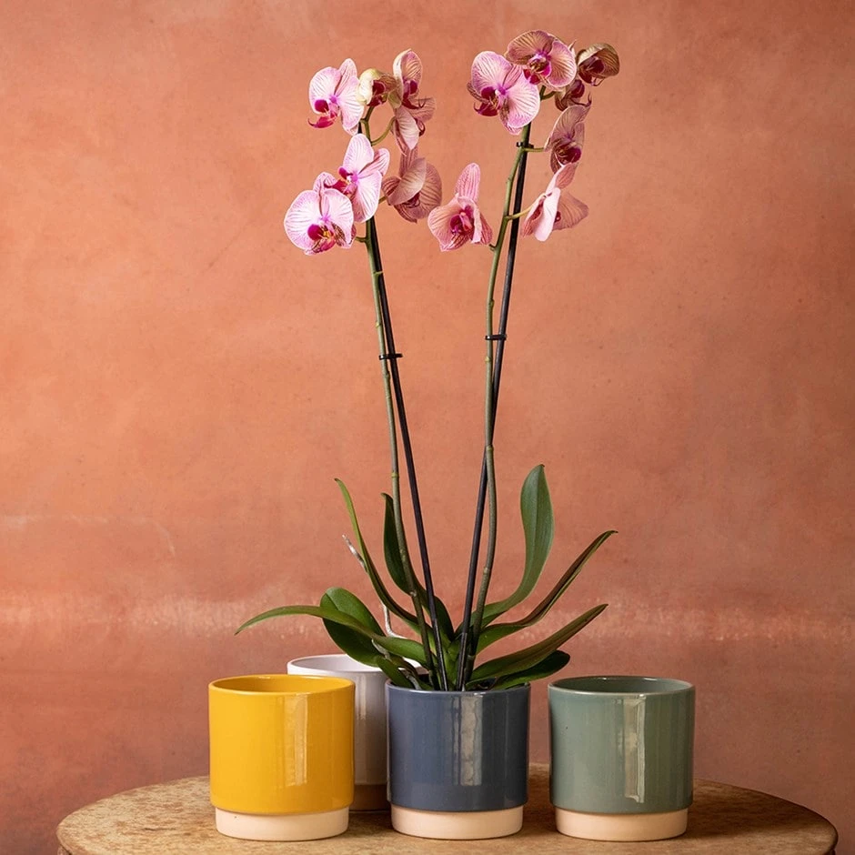 Phalaenopsis 'Younghome Golden Leopard' 1 Phalaenopsis 'Younghome Golden Leopard'