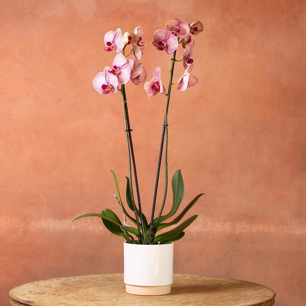 Phalaenopsis 'Younghome Golden Leopard' 2 Phalaenopsis 'Younghome Golden Leopard' - Image 2