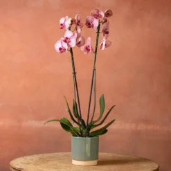 Phalaenopsis 'Younghome Golden Leopard' 8 Phalaenopsis 'Younghome Golden Leopard' -Perennials Sales pl2000044823 card3 lg