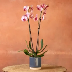 Phalaenopsis 'Younghome Golden Leopard' 9 Phalaenopsis 'Younghome Golden Leopard' -Perennials Sales pl2000044823 card4 lg