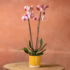 Phalaenopsis 'Younghome Golden Leopard' 10 Phalaenopsis 'Younghome Golden Leopard' -Perennials Sales pl2000044823 card5 lg