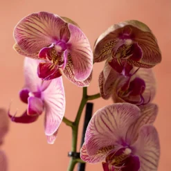 Phalaenopsis 'Younghome Golden Leopard' 11 Phalaenopsis 'Younghome Golden Leopard' -Perennials Sales pl2000044823 card6 lg