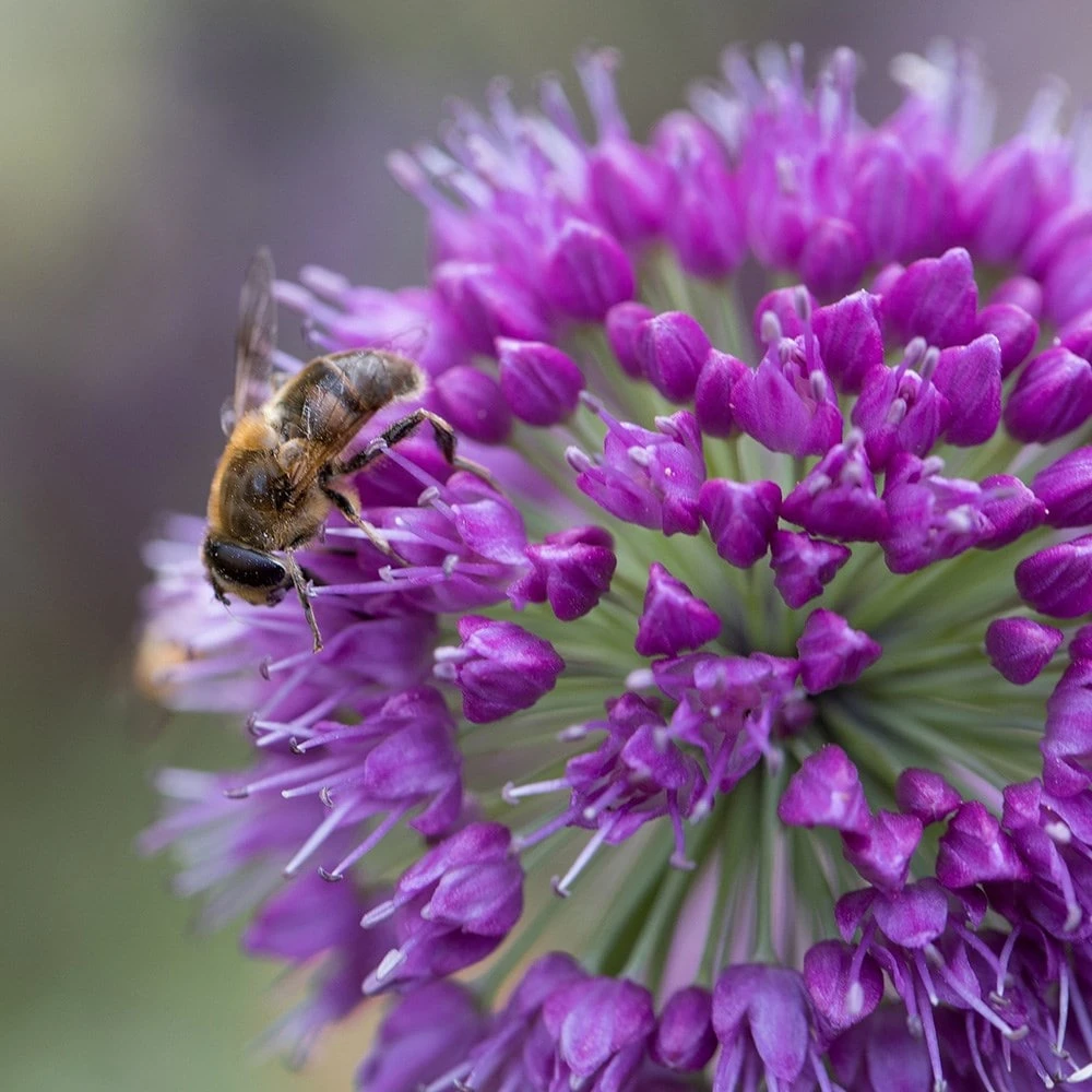 Allium 'Lavender Bubbles' 2 Allium 'Lavender Bubbles' - Image 2