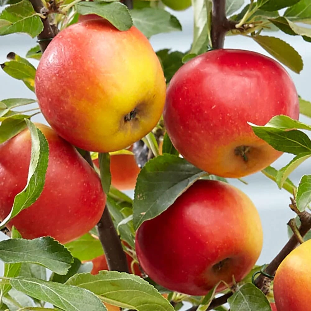 Apple 'Elstar' 2 Apple 'Elstar' - Image 2