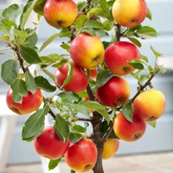 Apple 'Elstar' 5 Apple 'Elstar' -Perennials Sales pl2000045278 card3 lg