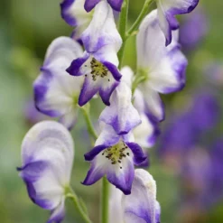 Aconitum × Cammarum 'Bicolor'