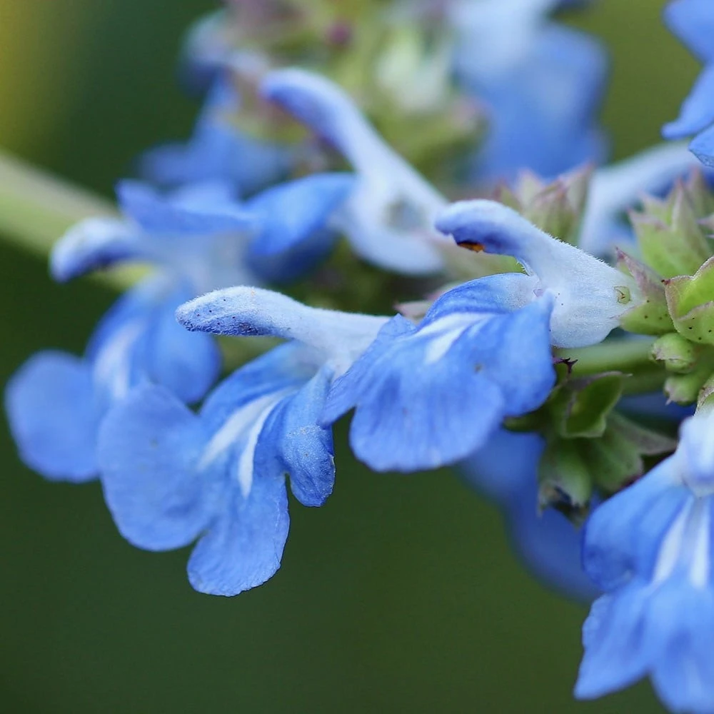 Salvia Uliginosa 2 Salvia Uliginosa - Image 2