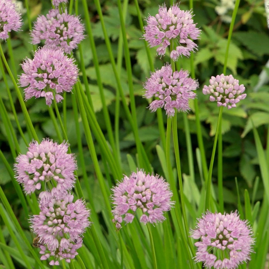 Allium Angulosum 'Summer Beauty' 1 Allium Angulosum 'Summer Beauty'