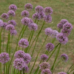 Allium Angulosum 'Summer Beauty' 5 Allium Angulosum 'Summer Beauty' -Perennials Sales pl2000045940 card3 lg