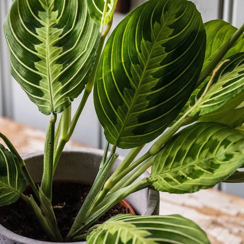 Maranta Leuconeura Var. Erythroneura 'Lemon Lime' 2 Maranta Leuconeura Var. Erythroneura 'Lemon Lime' - Image 2