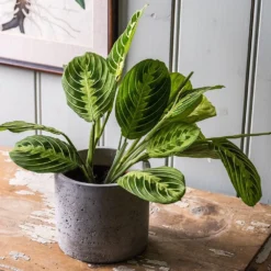 Maranta Leuconeura Var. Erythroneura 'Lemon Lime' 5 Maranta Leuconeura Var. Erythroneura 'Lemon Lime' -Perennials Sales pl2000046117 card3 lg