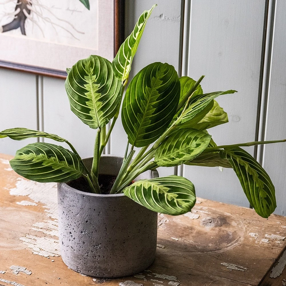 Maranta Leuconeura Var. Erythroneura 'Lemon Lime' 3 Maranta Leuconeura Var. Erythroneura 'Lemon Lime' - Image 3