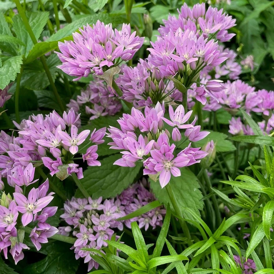 Allium Senescens Subsp. Glaucum 1 Allium Senescens Subsp. Glaucum