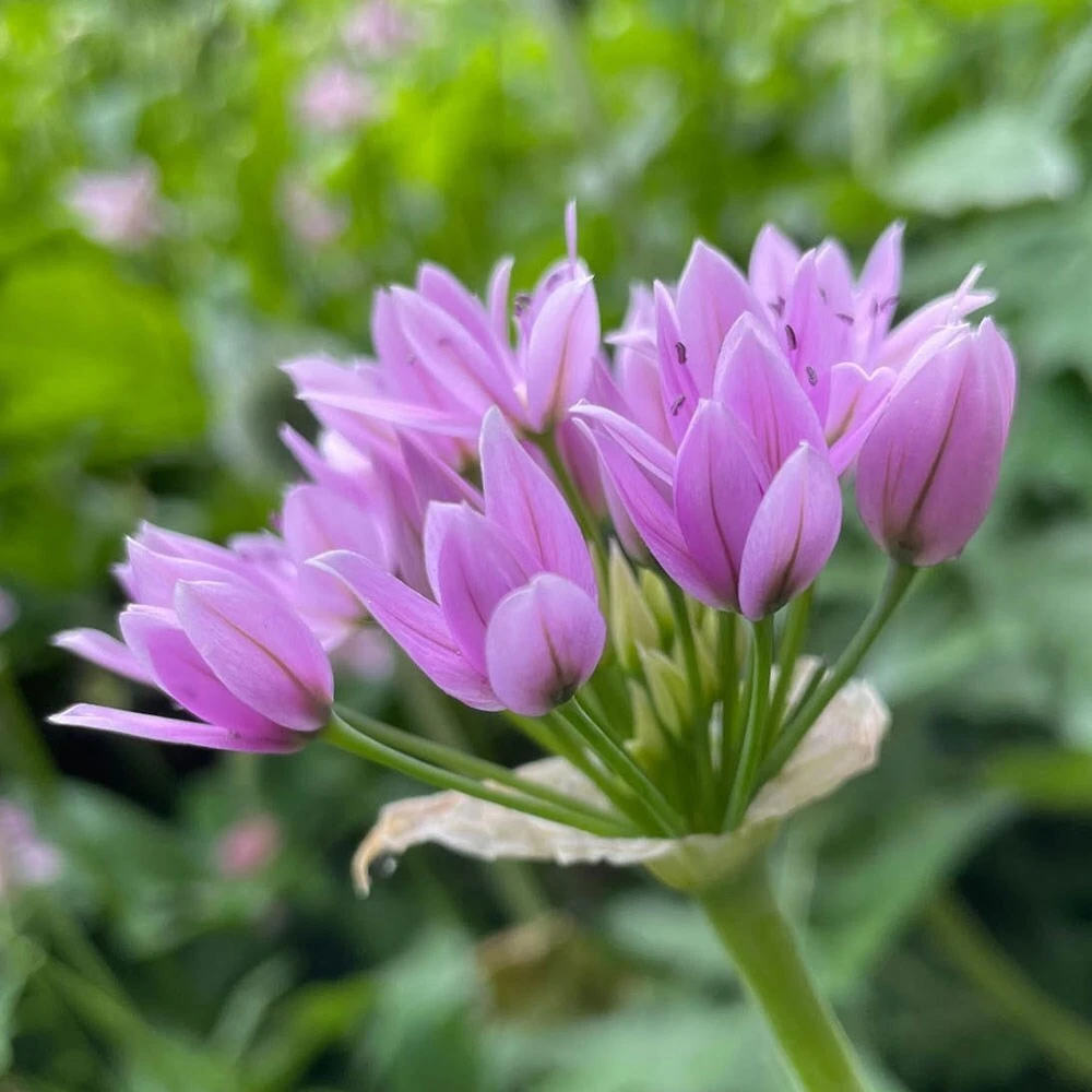 Allium Senescens Subsp. Glaucum 2 Allium Senescens Subsp. Glaucum - Image 2