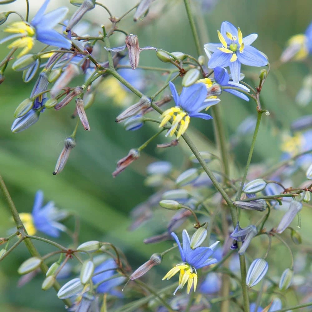 Dianella Revoluta Coolvista ('Allyn-Citation') (PBR) 2 Dianella Revoluta Coolvista ('Allyn-Citation') (PBR) - Image 2