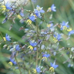 Dianella Revoluta Coolvista ('Allyn-Citation') (PBR) 5 Dianella Revoluta Coolvista ('Allyn-Citation') (PBR) -Perennials Sales pl2000046251 card3 lg