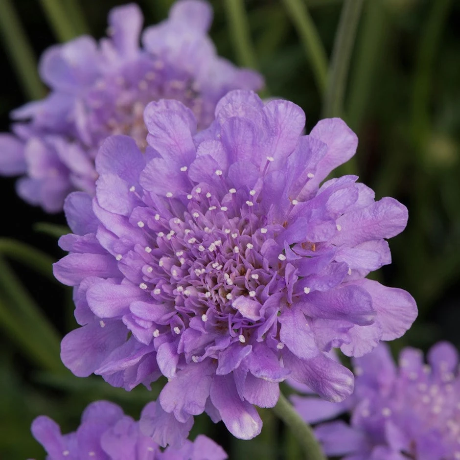 Scabiosa Flutter Deep Blue ('Balfluttdelu') (PBR) (Flutter Series) 1 Scabiosa Flutter Deep Blue ('Balfluttdelu') (PBR) (Flutter Series)