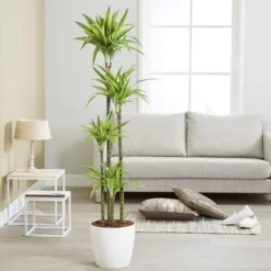 Dracaena Fragrans (Deremensis Group) 'Lemon Lime'