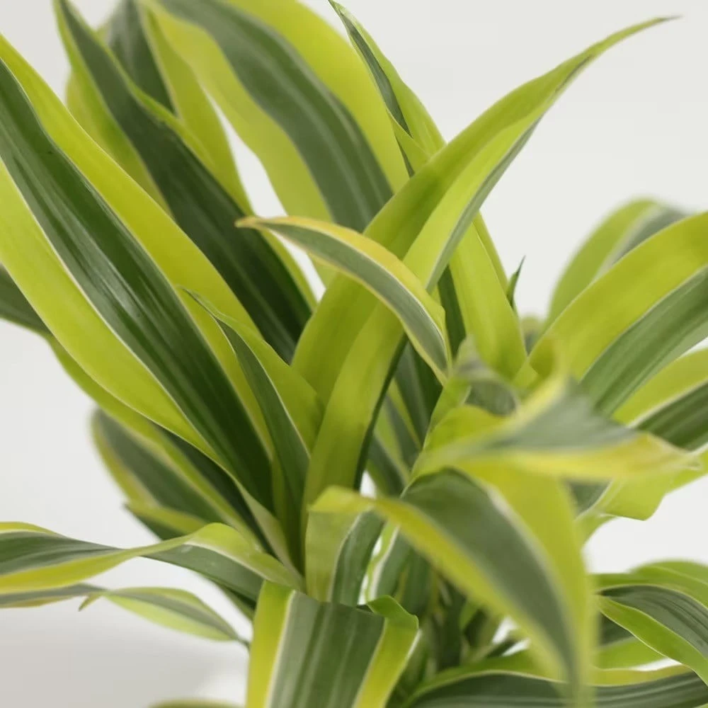 Dracaena Fragrans (Deremensis Group) 'Lemon Lime' 2 Dracaena Fragrans (Deremensis Group) 'Lemon Lime' - Image 2