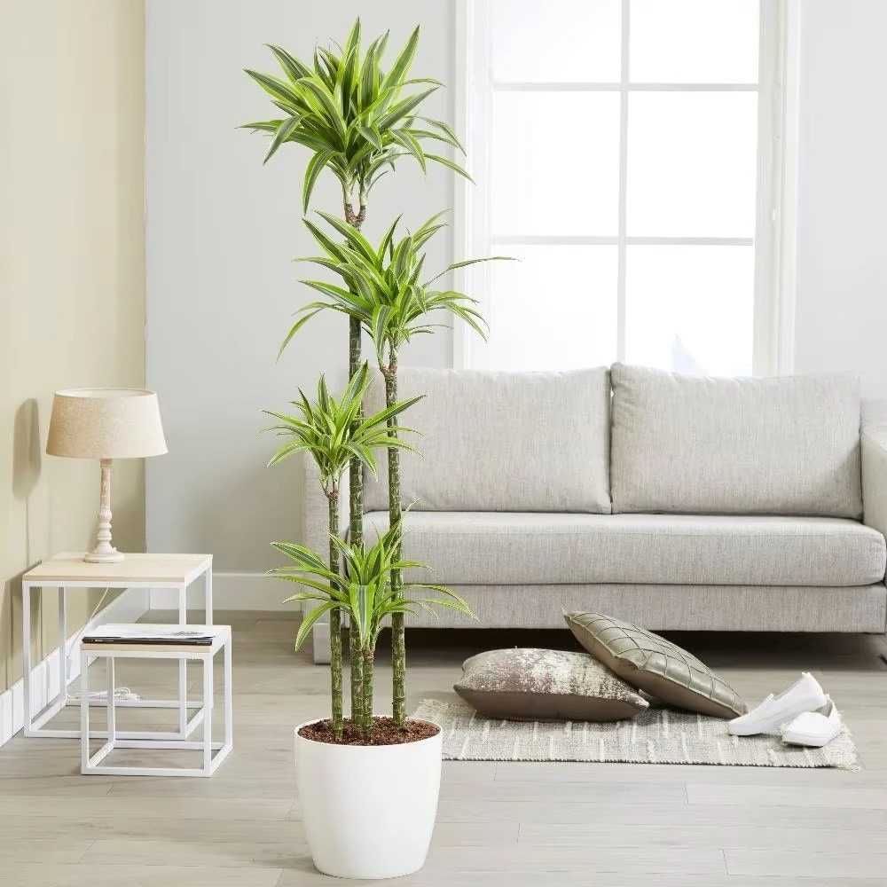 Dracaena Fragrans (Deremensis Group) 'Lemon Lime' 3 Dracaena Fragrans (Deremensis Group) 'Lemon Lime' - Image 3