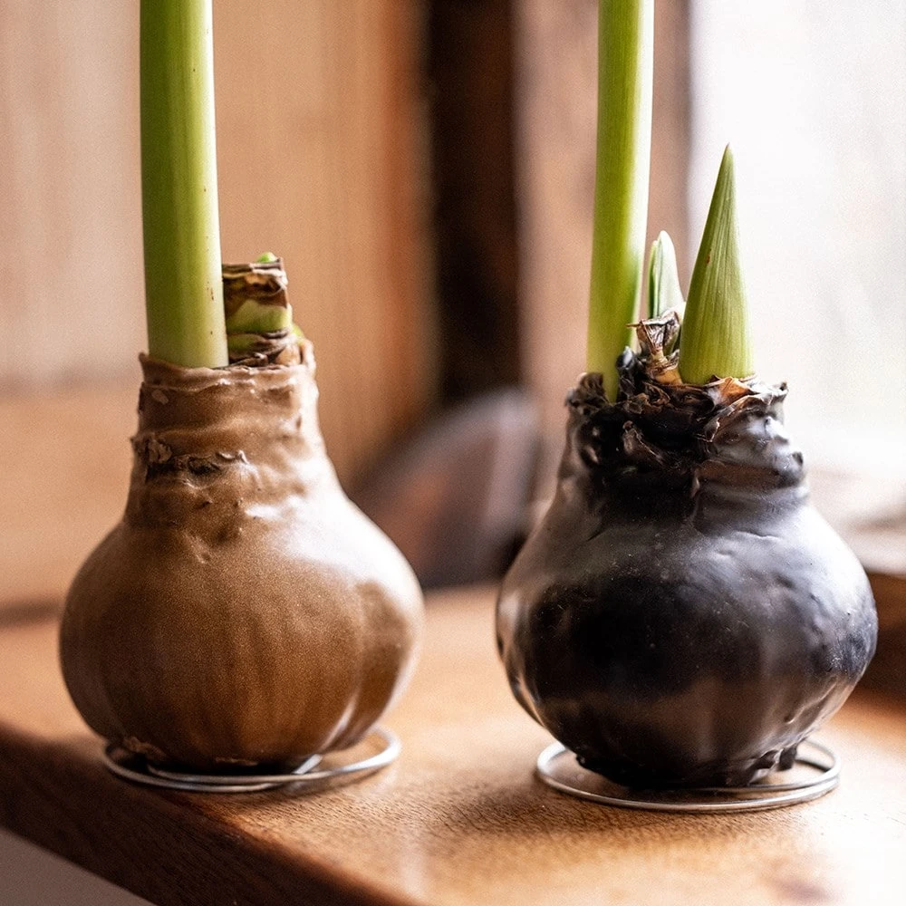 Wax Amaryllis 2 Wax Amaryllis - Image 2